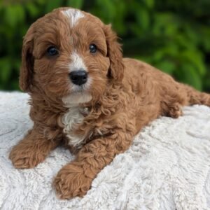 Cavapoo