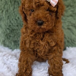 Mini Poodle